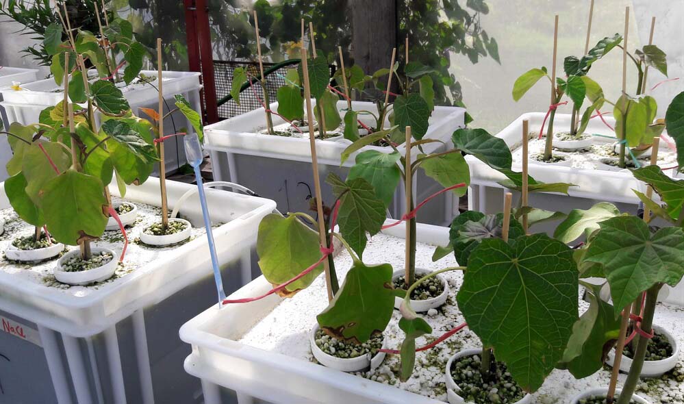 Jatropha, un arbusto en el futuro de los biocombustibles